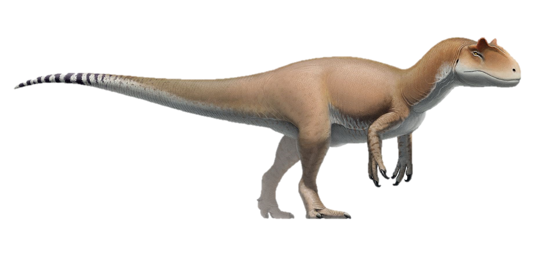 Allosaurus