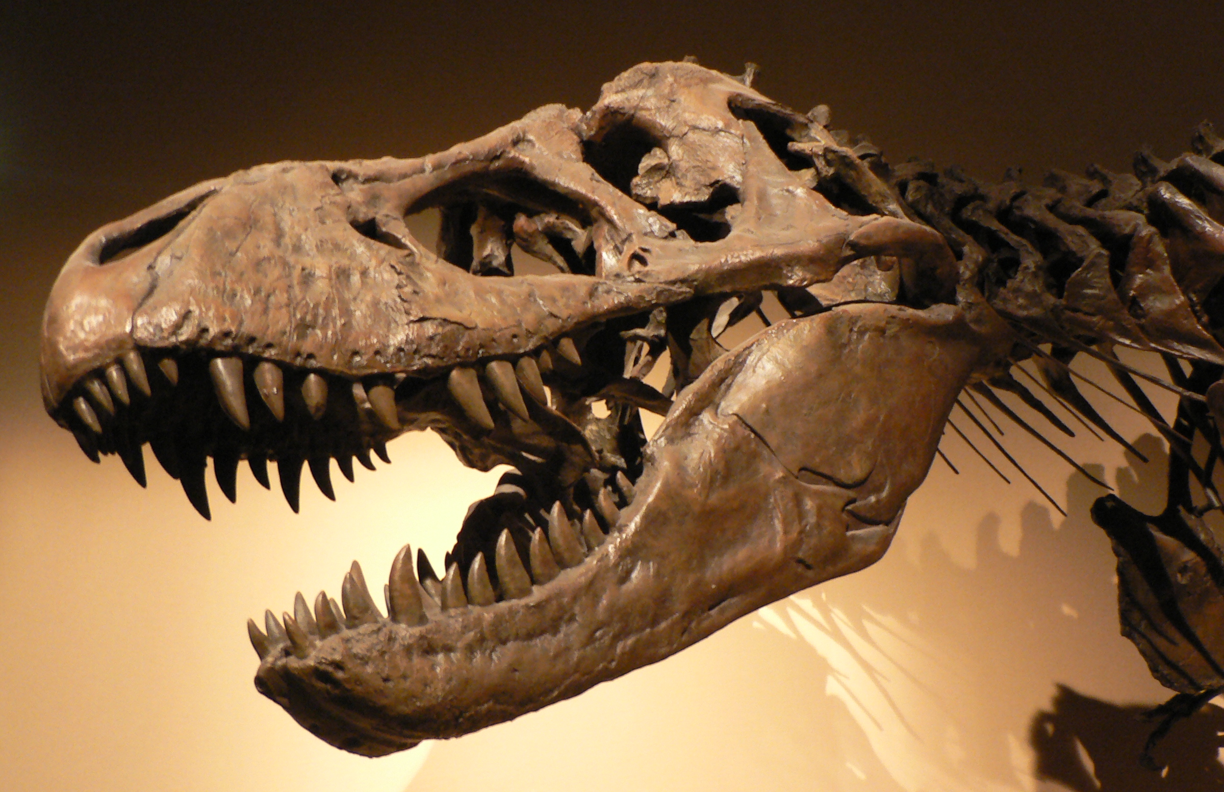 T. rex fossil skull